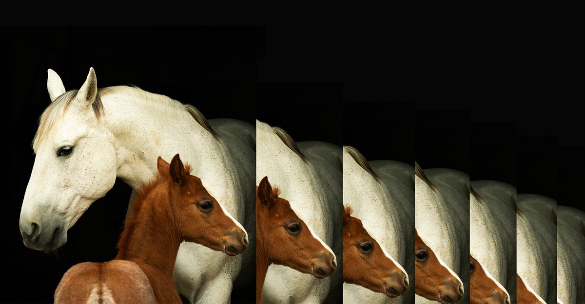 Inside the Big Business of Cloning Animals
