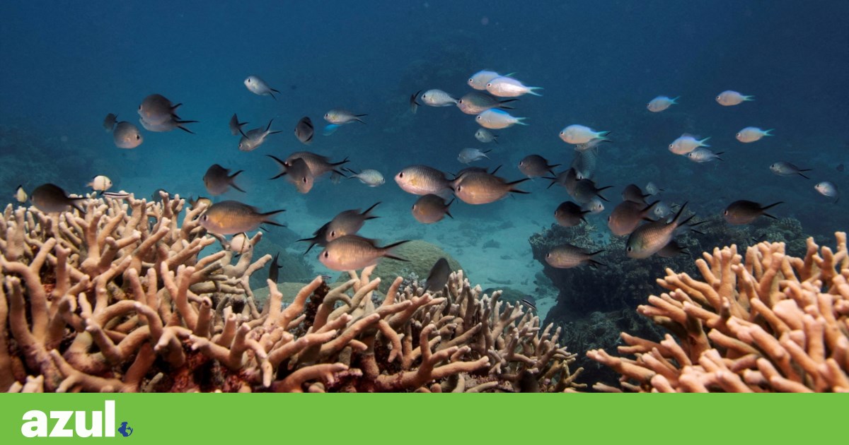 O Oceano Pacífico é atingido por ondas sem precedentes em 2024 | Mudança climática