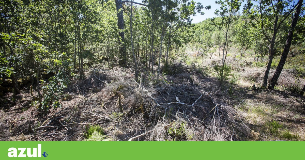 Os biólogos liberam petição legal para proteger os carvalhos portugueses | Árvores