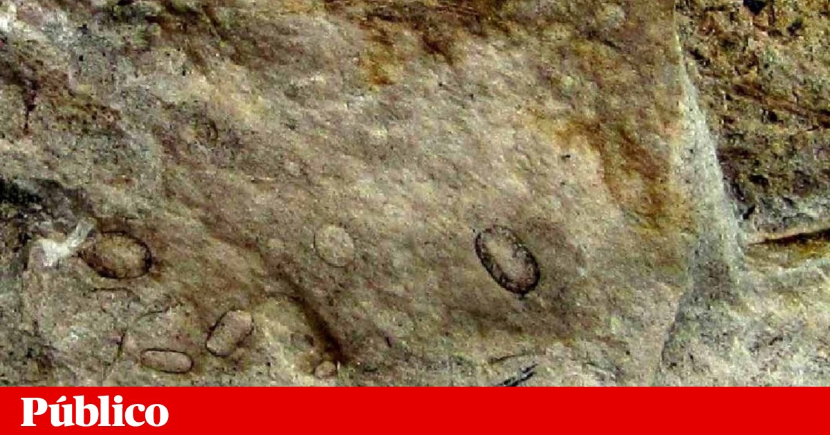 Os fungos gigantes descobertos em fósseis têm sido paleontologia em Anadia há 300 milhões de anos