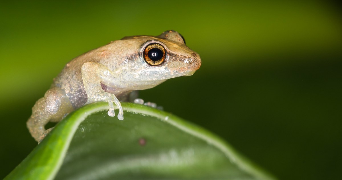 Puerto Rican frogs are huge. Islanders want to keep this way.