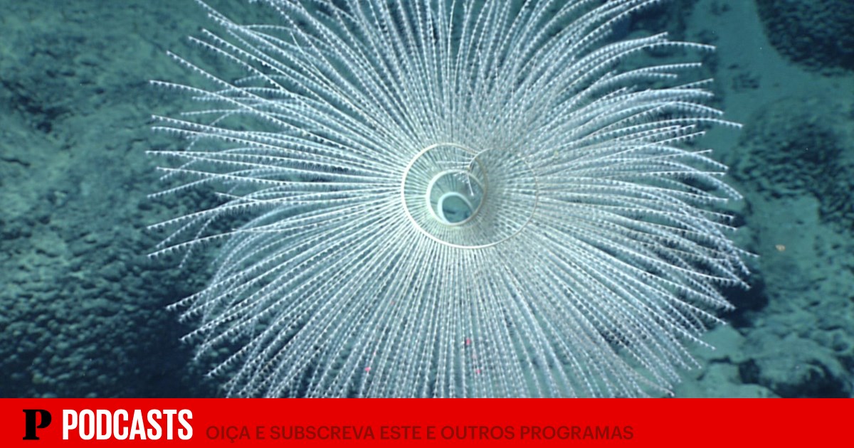 “Se vemos o oceano como espaço para a economia, o risco é enorme” | Entrevista