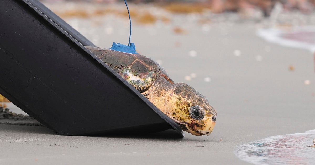 Sea turtle with feet pulled out after amputation in Florida hospital, called Dilly Dally crawled back to the ocean