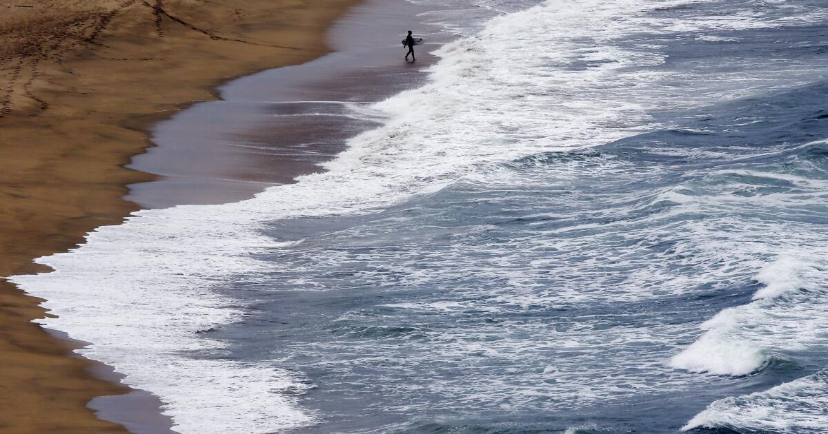 Sharks love this section of the California coast. Surfers almost found it to be a tough way