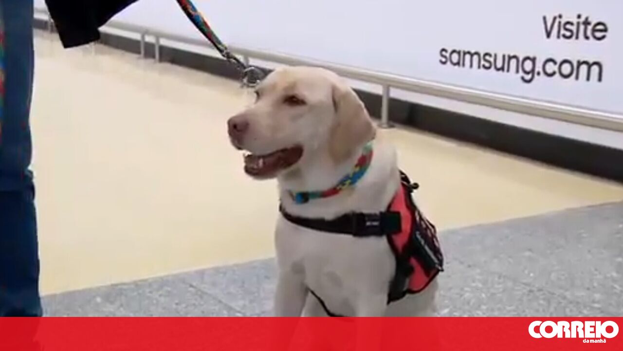 Teddy trata cães já com garotas autistas – sociedade