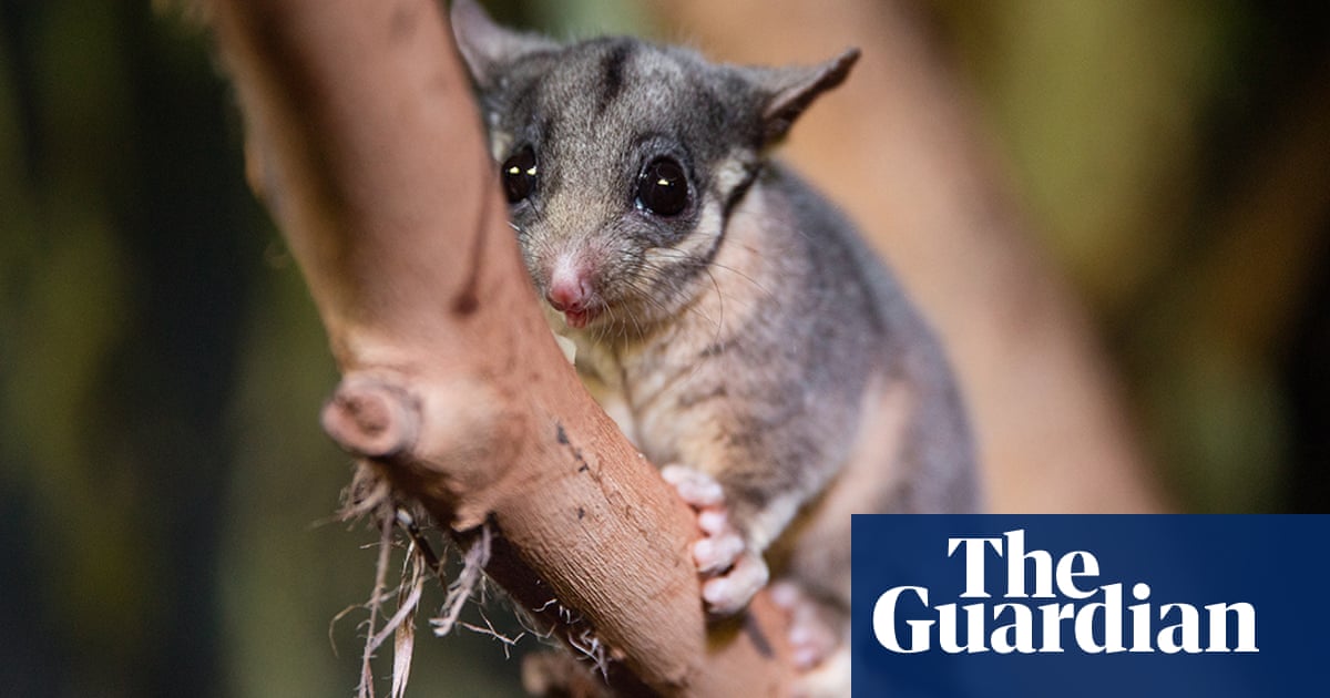 This elusive possum is believed to be extinct outside Victoria. Now, ecologists have made an “amazing” discovery | NSW
