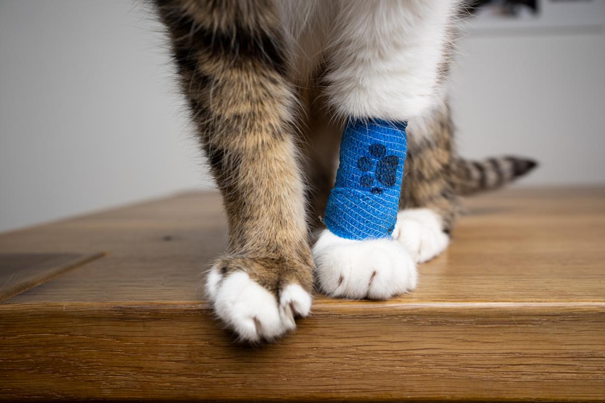 Trupanion Pet Insurance Review 2025