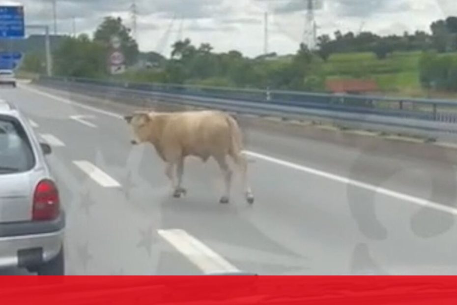 Vaca no tráfego condicional de Guimarães A11 por cerca de meia hora - vídeo