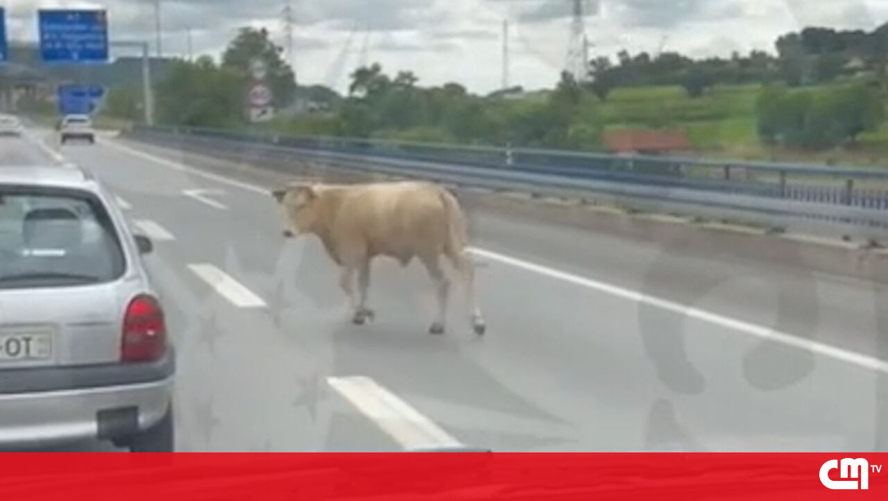 Vaca no tráfego condicional de Guimarães A11 por cerca de meia hora – vídeo
