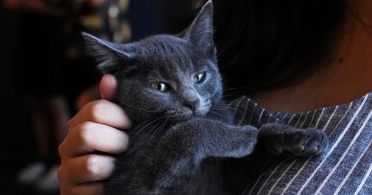 Welcome to kitten season when all the help an animal shelter needs